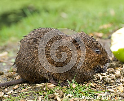 Water Vole Stock Photo