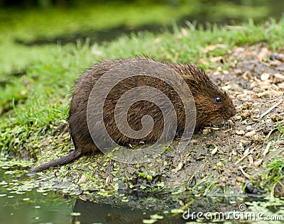 Water Vole Stock Photo