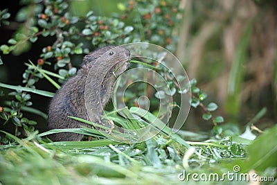 Water vole, Arvicola terrestris Stock Photo