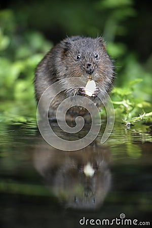 Water vole, Arvicola terrestris Stock Photo