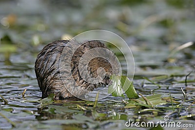 Water vole, Arvicola terrestris Stock Photo