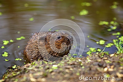 A water vole on a bank Stock Photo