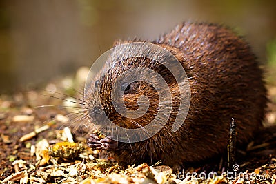 A water vole on a bank Stock Photo