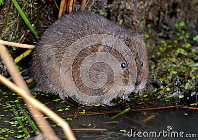 Water Vole by the river Stock Photo