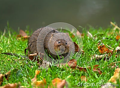 Water Vole Stock Photo