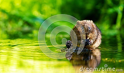 Water vole Stock Photo