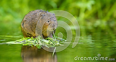 Water vole Stock Photo