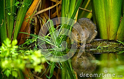 Water vole Stock Photo