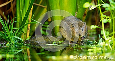 Water vole Stock Photo