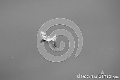 Water, water surface, bird feather, float, birds, feathers, winter, water, heat, cold Stock Photo