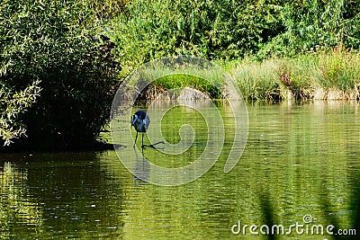 Waterbird in a lake surrounded by trees and grass Stock Photo