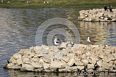 Waterbirds in Porbandar bird sanctuary Stock Photo