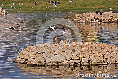 Waterbirds in Porbandar bird sanctuary Stock Photo