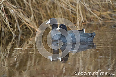 American coot swimming in a lake Stock Photo