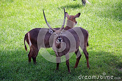 Waterbuck Stock Photo