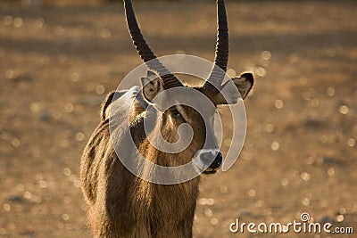 Waterbuck antelope male portrait Stock Photo