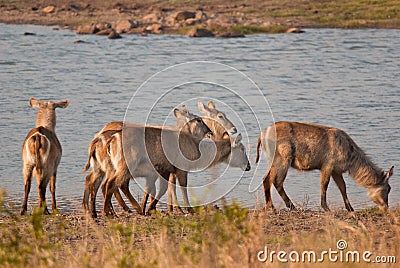 Waterbuck herd Stock Photo