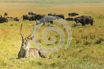 The antelope is lying on the grass Stock Photo