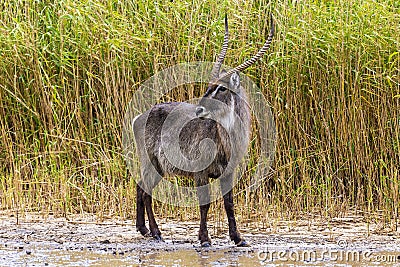 Waterbuck, iSimangaliso Wetland Park Stock Photo