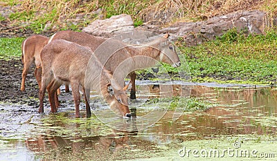 Waterbuck (Kobus ellipsiprymnus) Stock Photo