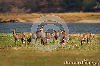 Waterbuck - Kobus ellipsiprymnus large antelope found widely in sub-Saharan Africa. It is placed in the family Bovidae. Herd of Stock Photo