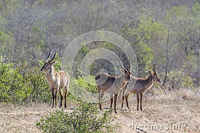 Waterbuck in Kruger National park, South Africa Stock Photo