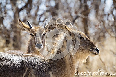 Waterbuck in Kruger National park Stock Photo