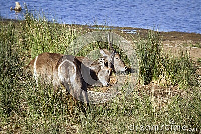 Waterbuck in Kruger National park Stock Photo