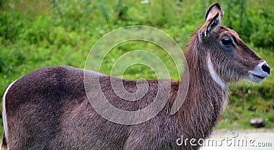 The waterbuck is a large antelope Stock Photo