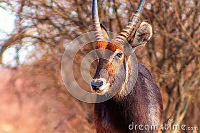 Waterbuck male close up in long grass. Etosha National Park, Namibia. Stock Photo