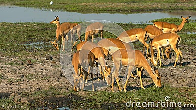 Waterbuck male in grass National Park Stock Photo