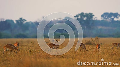 Waterbuck male in grass National Park Stock Photo