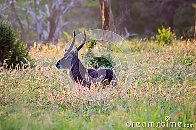 Waterbuck male, Kobus ellipsiprymnus Stock Photo