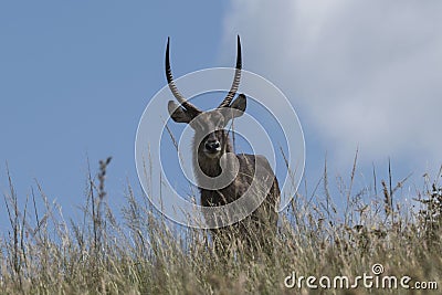 Waterbuck male posing on the riff Stock Photo