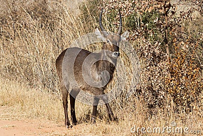 Waterbuck male ram Kobus ellipsiprymnus standing in front of trees with autumn colors background Stock Photo