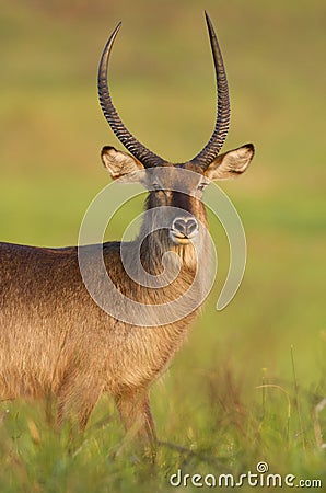 Waterbuck Stock Photo