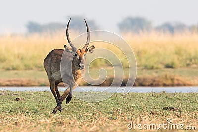 Waterbuck running fast Stock Photo