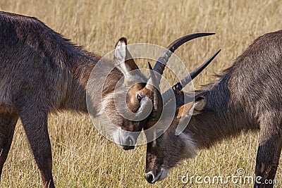 Waterbuck - Savuti - Botswana Stock Photo