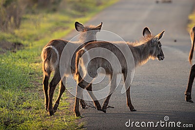 Waterbucks crossing a road during a safari in the Hluhluwe - imfolozi National Park in South africa Stock Photo