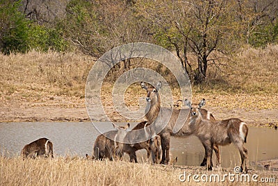 Waterbucks Stock Photo