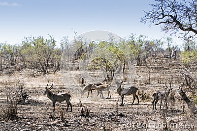 Waterbucks in Kruger National park, South Africa Stock Photo