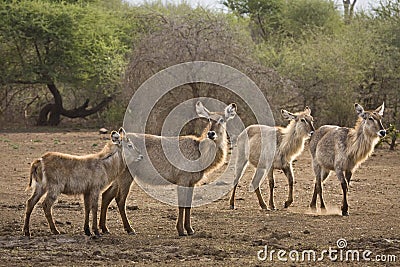 Waterbucks in the river bank, kruger bushveld, Kruger national park, SOUTH AFRICA Stock Photo