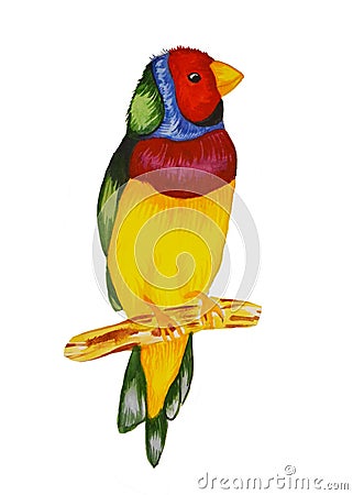 Watercolir multicolor bird illustration. One large bird sitting on a branch Cartoon Illustration