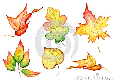 Watercolo hand drawn maple leaf isolated on the white background Stock Photo
