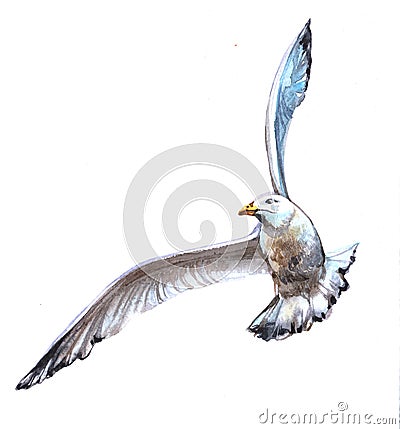 Watercolor Albatross bird animal Cartoon Illustration