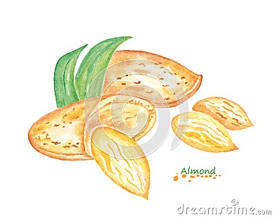 Watercolor Almond. Hand painted Vector Illustration