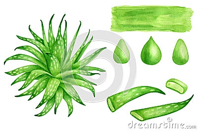 Watercolor aloe vera plant set. Hand drawn evergreen succulent herb, aloe juice drops, leaf slices, green brush smear Cartoon Illustration