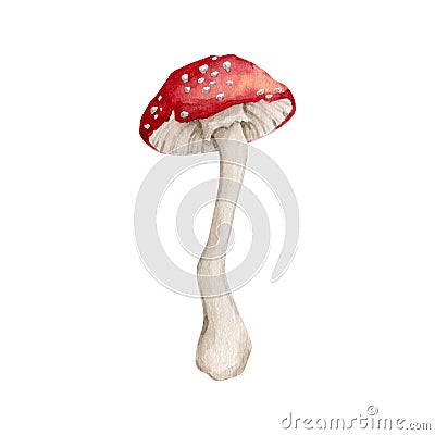 Watercolor amanita mushroom clipart Cartoon Illustration