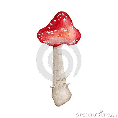 Watercolor amanita mushroom clipart Cartoon Illustration