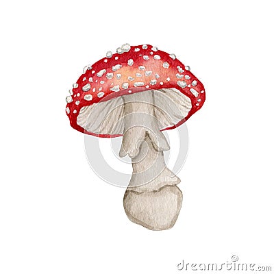 Watercolor amanita mushroom clipart Cartoon Illustration